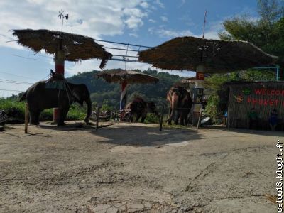 Camp pour trek en elephant ....berrkk