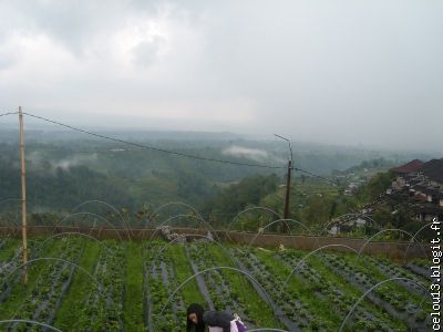 paysages des environ de Bedugulavec ses plantations de fraisiers cent