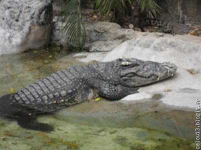 Le sac en Croco