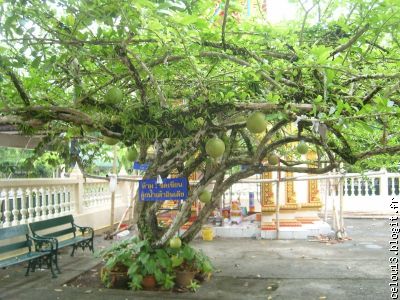 arbre avec de droles de fruits et pas en plastique venu des Indes