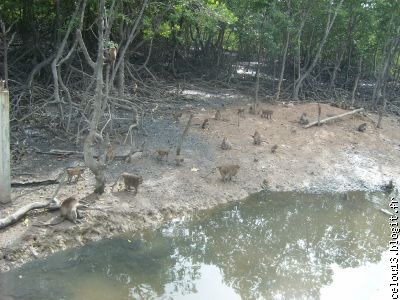 Malgrés des conditions difficiles ils se reproduisent comme des lapins