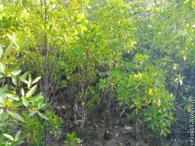 La mangrove sur le chemin de la cascade