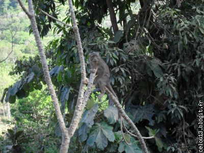 Singe  singeant un singe