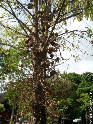 Un arbre qui a les boules