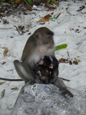 Mamman et les petits Monkey