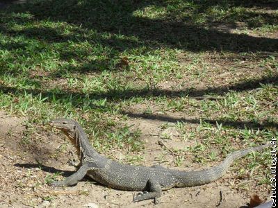 Le Varan qui ballade avec ses autres congénéres