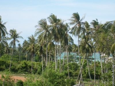 Tout ça pour ça ....les cocotiers , la mer , les iles ........ouf !!!